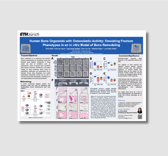 Human Bone Organoids with Osteoclastic Activity: Emulating Fracture Phenotypes in an in vitro Model of Bone Remodeling