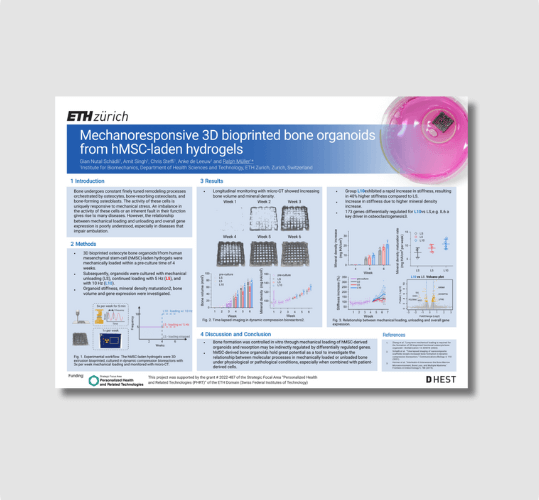 Mechanoresponsive 3D Bioprinted Bone Organoids from hMSC-Laden Hydrogels