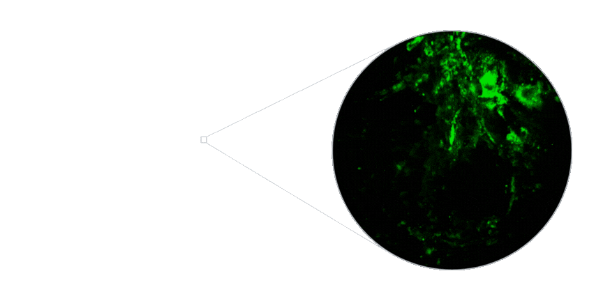 Bon3OID microscopy animation