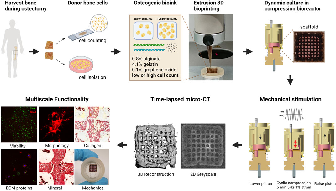 Physiological Cell Bioprinting Density in Human Bone-Derived Cell-Laden Scaffolds Enhances Matrix Mineralization Rate and Stiffness Under Dynamic Loading