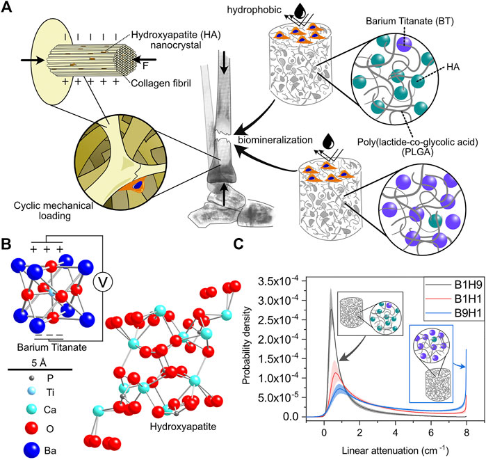 Optimizing Barium Titanate Nanocomposite Bone Scaffolds for Biomineralization in Dynamic Compression Bioreactors Using Time-Lapsed Microstructural Imaging and Smart Thresholding