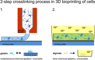 Tunable Hydrogel Composite with Two-Step Processing in Combination with Innovative Hardware Upgrade for Cell-Based Three-Dimensional Bioprinting