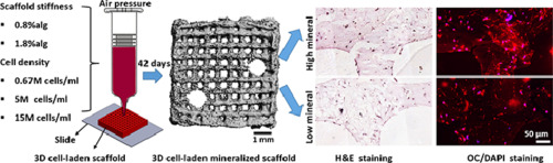 Optimization of Mechanical Stiffness and Cell Density of 3D Bioprinted Cell-Laden Scaffolds Improves Extracellular Matrix Mineralization and Cellular Organization for Bone Tissue Engineering